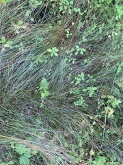 Carex interior
