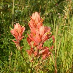 Castilleja miniata fulva