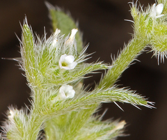 Cryptantha glomeriflora