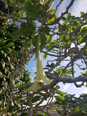 Brugmansia