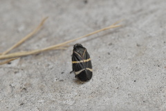 Aeneolamia albofasciata