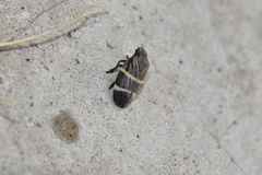 Aeneolamia albofasciata