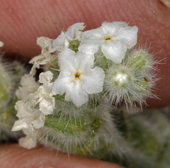 Oreocarya hoffmannii