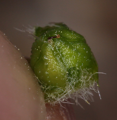 Oreocarya hoffmannii