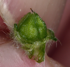 Oreocarya hoffmannii