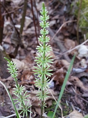 Equisetum pratense