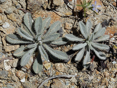 Oreocarya hoffmannii