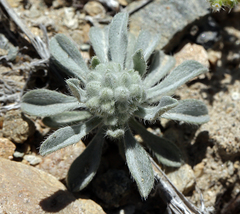 Oreocarya hoffmannii