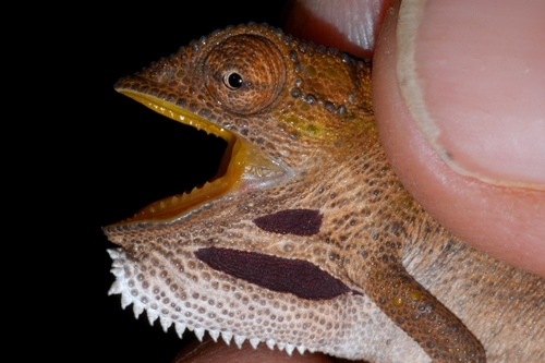 Elandsberg Dwarf Chameleon, Bradypodion taeniabronchum