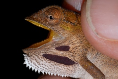 Smith's Dwarf Chameleon photo 3