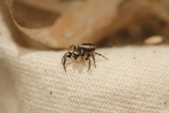 Evarcha proszynskii