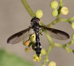 Pelecinobaccha costata