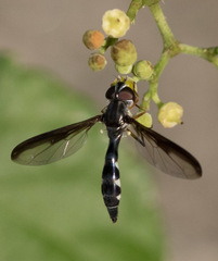 Pelecinobaccha costata