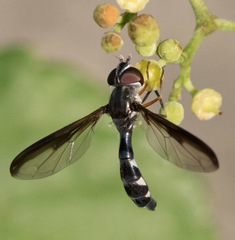 Pelecinobaccha costata