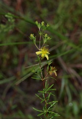 Hypericum fasciculatum
