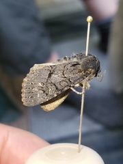 Apamea impulsa
