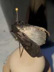 Apamea impulsa