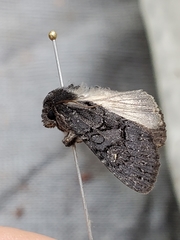 Apamea impulsa