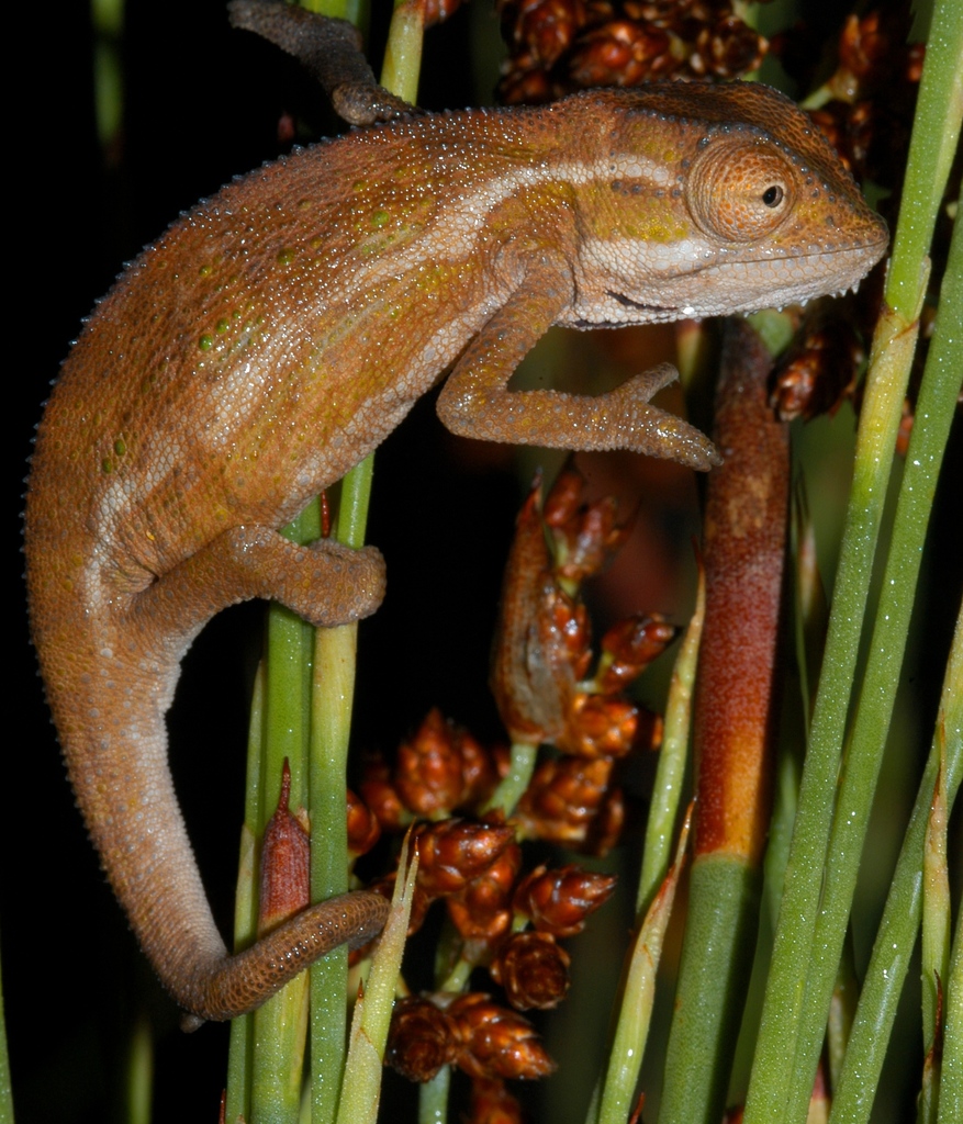 Smith's Dwarf Chameleon