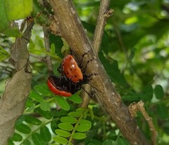 Leptinotarsa chalcospila