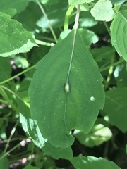 Neolasioptera impatientifolia