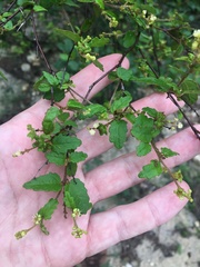Croton betulinus