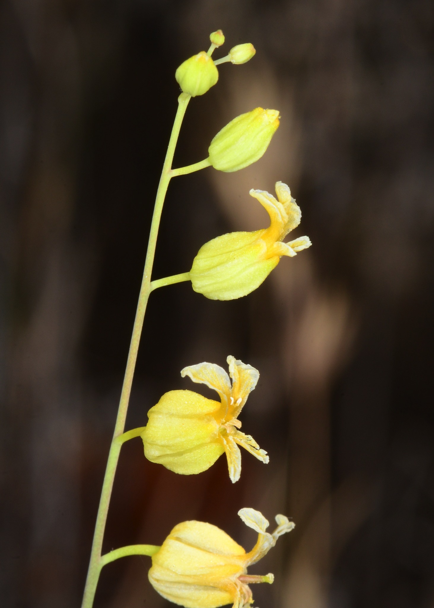 Streptanthus glandulosus ssp. sonomensis