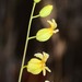Streptanthus glandulosus sonomensis - Photo (c) Don Loarie, algunos derechos reservados (CC BY)