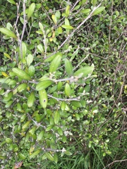 Corokia