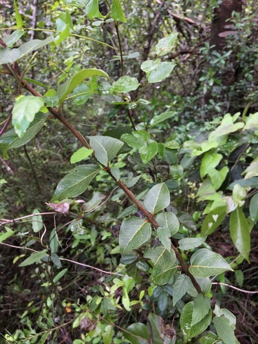 Mosiera xerophytica