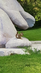 Tamiasciurus hudsonicus