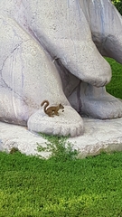 Tamiasciurus hudsonicus