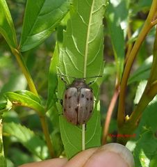 Leptinotarsa chalcospila