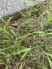Poaceae