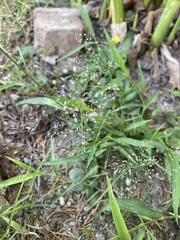 Poaceae