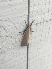 Pygarctia abdominalis