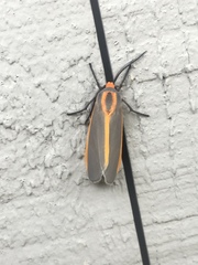 Pygarctia abdominalis