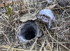 Calisoga longitarsis