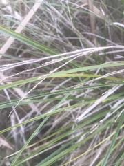 Carex virgata