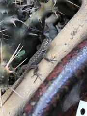 Sceloporus magister
