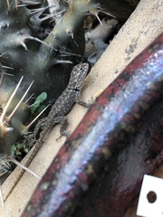 Sceloporus magister
