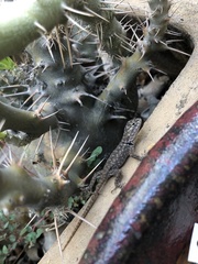 Sceloporus magister