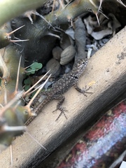 Sceloporus magister