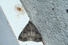 Phalaenostola hanhami