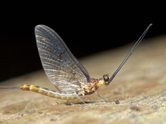 Ephemera lineata