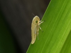 Xyphon reticulatum