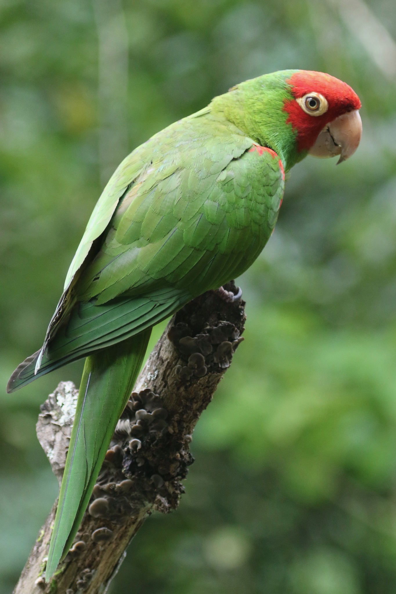 Aratinga erythrogenys image
