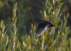 Coturnicops noveboracensis