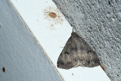 Phalaenostola hanhami