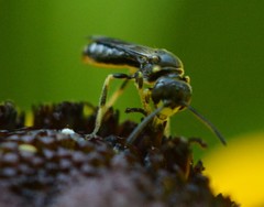 Protandrena labrosa